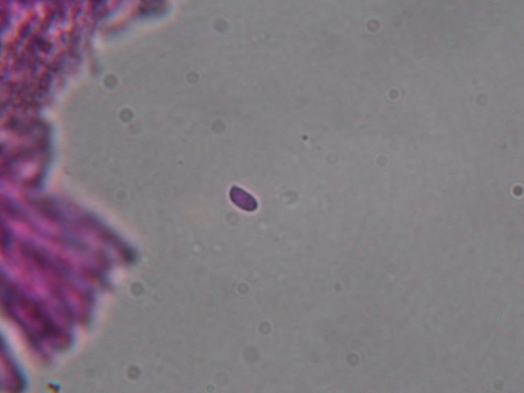 Chondrostereum  purpureum